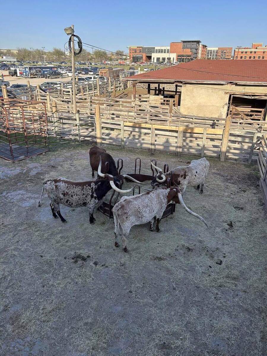 Longhorns at a feeder in the Fort Worth Stockyards pens
