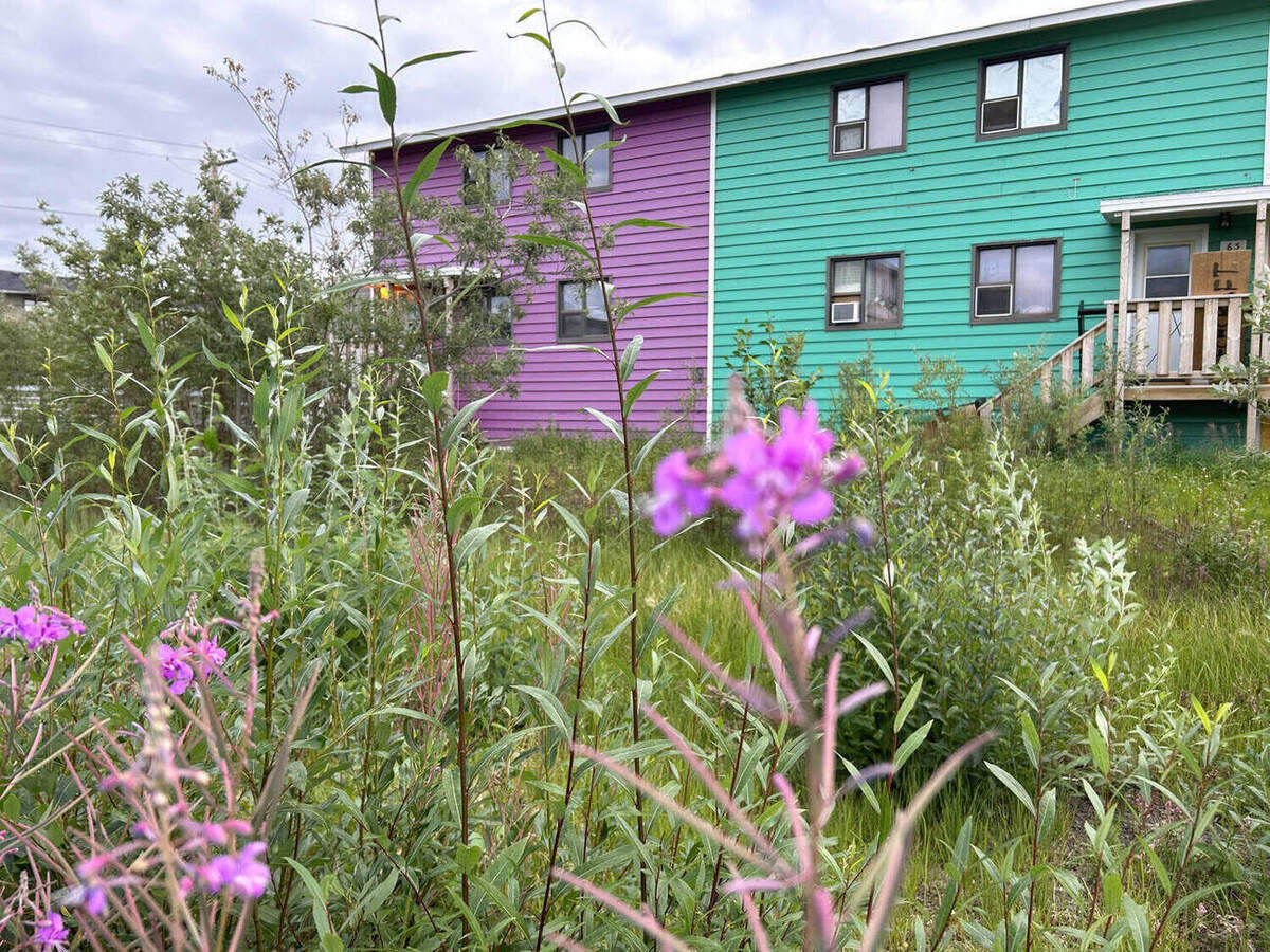 A northern community in summer, painted houses and fireweed in bloom
