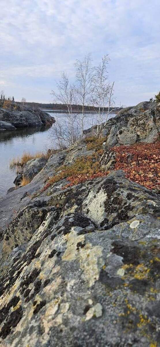 A rocky Canadian Shield outcrop with birches and a lake near Yellowknife
