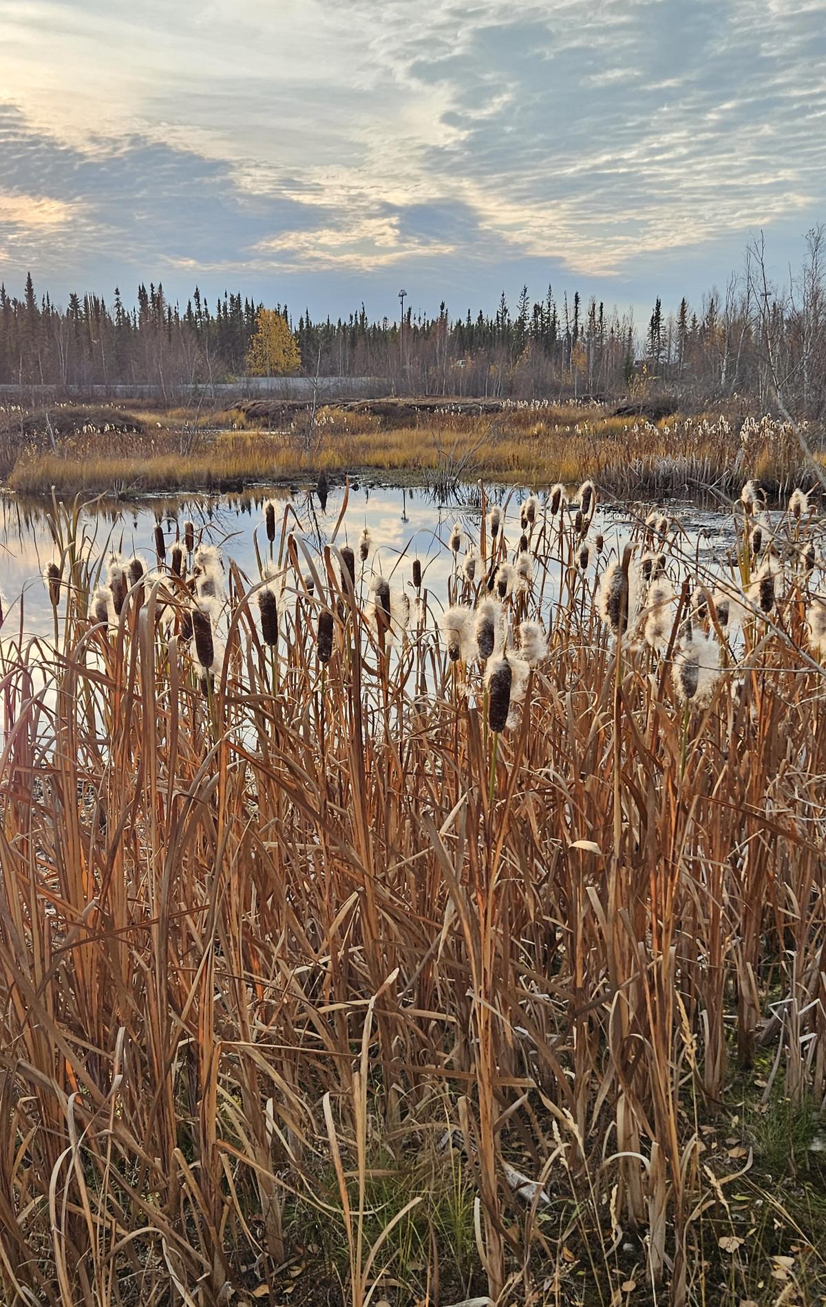 Cattails beside a pond in Yellowknife, Northwest Territories, in the fall